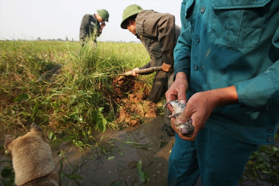 Những chiếc bẫy tự chế làm bằng sắt, chỉ có một lối vào mà không có lối ra. Một mùa có thể bắt được hàng tạ chuột, 3 người đi bắt 1 ngày có thể được tới 20kg.